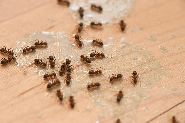 Best Local Pest Control Services  in Oneonta, AL