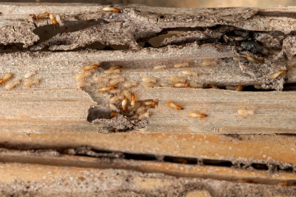 Best Termite Control Services  in Oneonta, AL